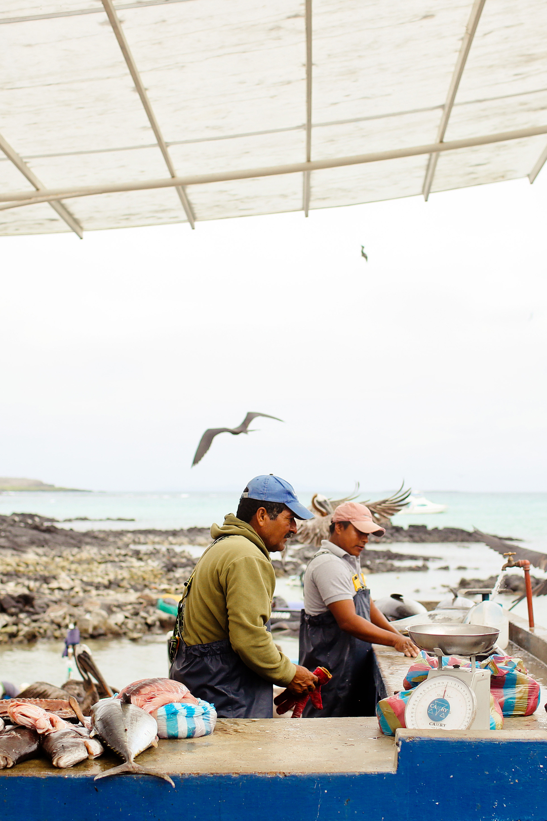 Fish Market in Puerto Ayora, Santa Cruz Island, Ecuador - Are you visiting the Galapagos Islands? Save this pin and click through to see more details on the 13 best things to do in Galapagos Islands. This post includes the top Galapagos Islands activities, what to see, best places to see wildlife, and essential tips for your visit, and more // Local Adventurer #galapagosislands #galapagos #ecuador #southamerica