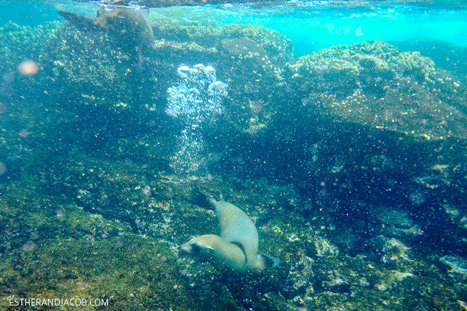 Swimming with Sea Lions. 13 things to do in galapagos islands. attractions of the galapagos islands. galapagos islands animals. things to do in santa cruz. galapagos sea lions. galapagos land iguana. galapagos pictures. galpgos.