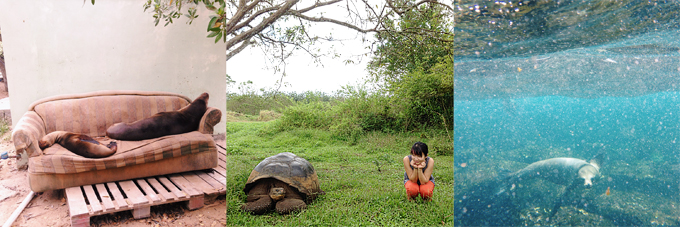 Animals of the Galapagos Islands. Count your blessings not your problems. blog recap of 2013. gratitude practice. practicing gratitude. on gratitude quotes. quotes on gratitude.