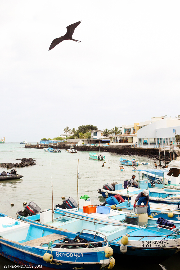 Fresh fish in Santa Cruz Galapagos. Boat Dock in Santa Cruz. 14 things to do in galapagos islands. attractions of the galapagos islands. galapagos islands animals. things to do in santa cruz. galapagos sea lion. galapagos land iguana. galapagos pictures,