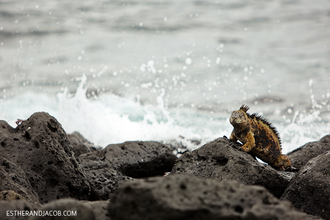 This is a photo of a marine iguana.