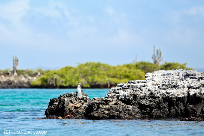 Galapagos Penguin pictures Las Tintoreras - see second smallest pinguin and snorkel with sea turtles. 13 things to do in galapagos islands. attractions of the galapagos islands. galapagos islands animals. Isabela Island. Isla Isabela. Albemarle Island. galapagos pictures.