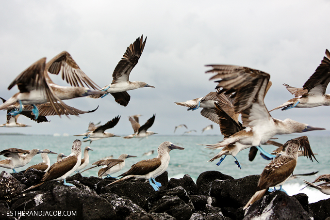 blue footed booby bird. The Wetlands (Isabela Island) - exploring along the coastline by bike. Found blue-footed boobies! Blue footed boobie. blue-footed booby. blue foot booby. Isla Isabela. 13 things to do in galapagos islands. galapagos pictures.