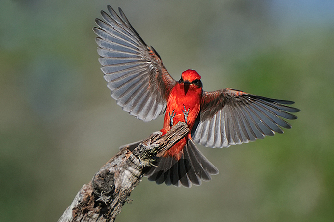 vermillion flycatcher by jeff wendorff.