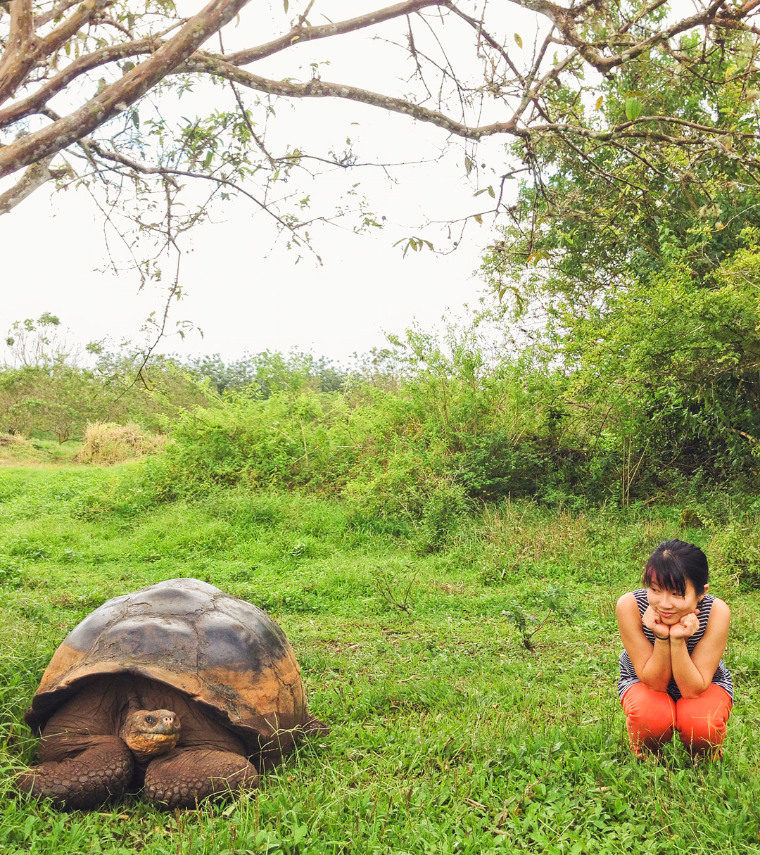 Rancho Primicias Galapagos Giant Tortoise Ranch, Santa Cruz Island, Galapagos Islands, Ecuador + Are you visiting the Galapagos Islands? Save this pin and click through to see more details on the 13 best things to do in Galapagos Islands. This post includes the top Galapagos Islands activities, what to see, best places to see wildlife, and essential tips for your visit, and more // Local Adventurer #galapagosislands #galapagos #ecuador #southamerica