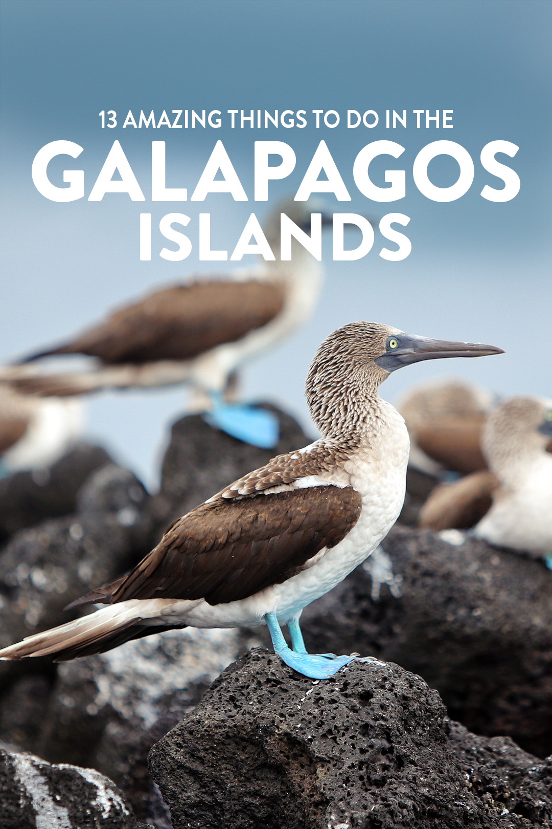Are you visiting the Galapagos Islands? Save this pin and click through to see more details on the 13 best things to do in Galapagos Islands. This post includes the top Galapagos Islands activities, what to see, best places to see wildlife, and essential tips for your visit, and more // Local Adventurer #galapagosislands #galapagos #ecuador #southamerica