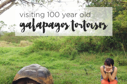 Giant Galapagos Tortoise Habitat – Rancho Primicias