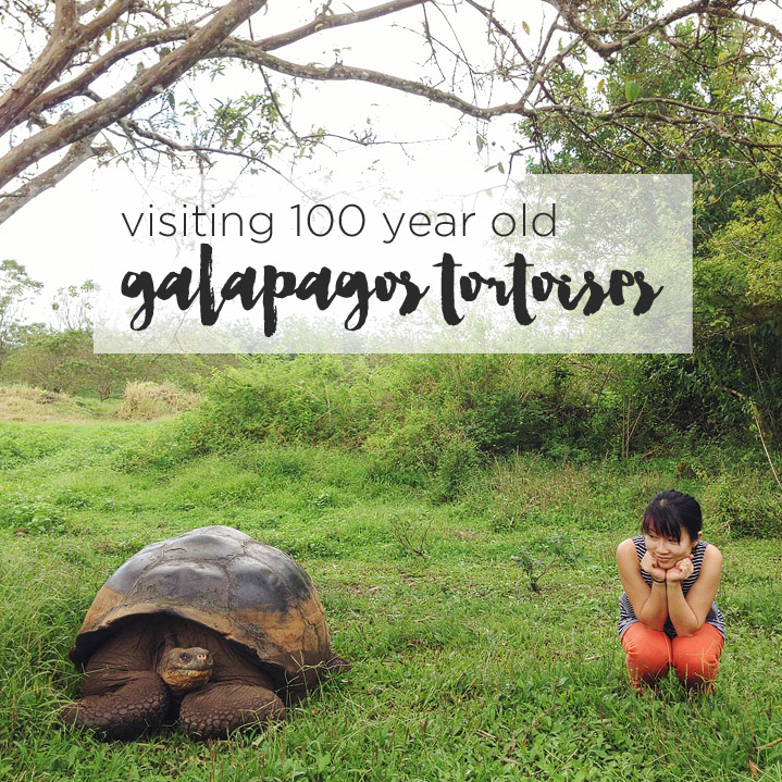 You are currently viewing Giant Galapagos Tortoise Habitat – Rancho Primicias