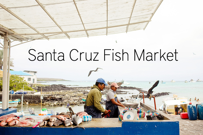 You are currently viewing Santa Cruz Fish Market Galapagos Islands