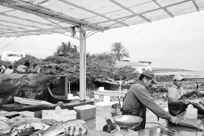 Fresh fish at the Santa Cruz fish market in the city of Puerto Ayora.