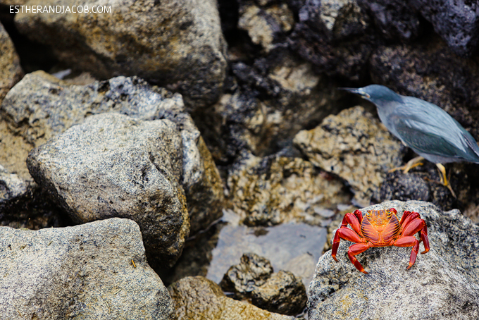 Photos of the beautiful sally lightfoot crab in the Galapagos Islands. They are also known as red rock crab, abuete negro, grapsus grapsus