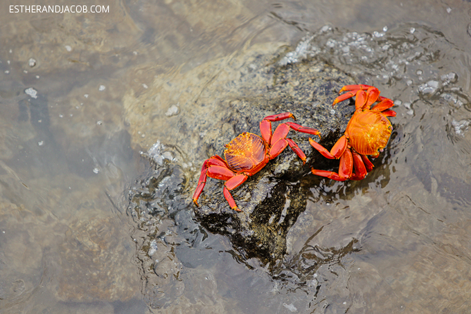 Photos of the beautiful sally lightfoot crab in the Galapagos Islands. They are also known as red rock crab, abuete negro, grapsus grapsus