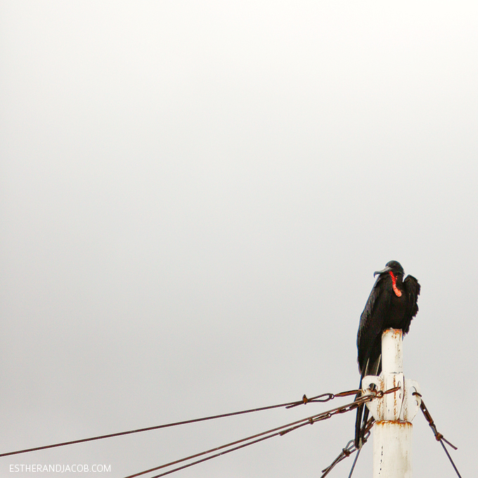 Male Frigate Bird at the Puerto Ayora Santa Cruz fish market.