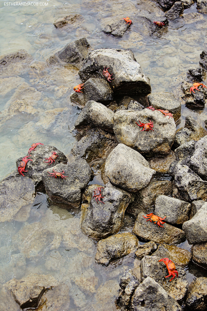 Photos of the beautiful sally lightfoot crab in the Galapagos Islands. They are also known as red rock crab, abuete negro, grapsus grapsus