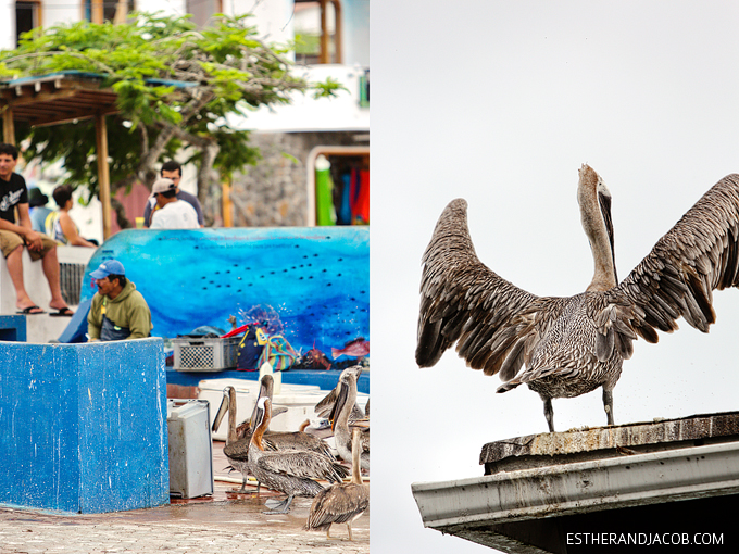 Pelicans waiting for fish scraps at the Santa Cruz fish market in the city of Puerto Ayora.