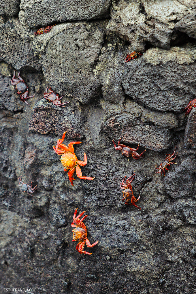 Photos of the beautiful sally lightfoot crab in the Galapagos Islands. They are also known as red rock crab, abuete negro, grapsus grapsus