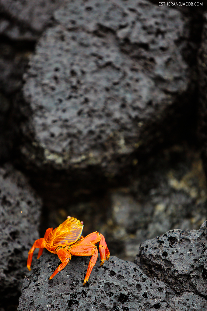 Photos of the beautiful sally lightfoot crab in the Galapagos Islands. They are also known as red rock crab, abuete negro, grapsus grapsus