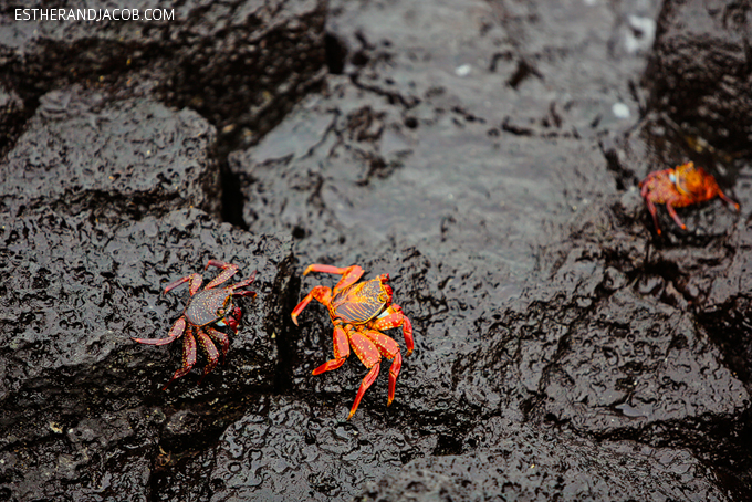 Photos of the beautiful sally lightfoot crab in the Galapagos Islands. They are also known as red rock crab, abuete negro, grapsus grapsus