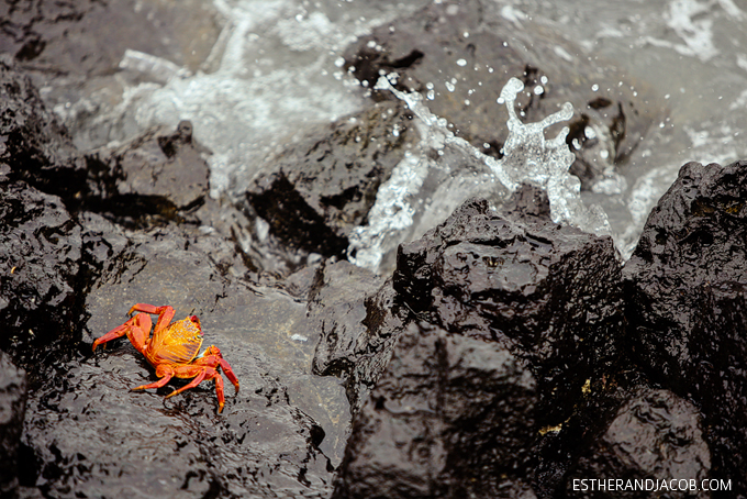 Photos of the beautiful sally lightfoot crab in the Galapagos Islands. They are also known as red rock crab, abuete negro, grapsus grapsus