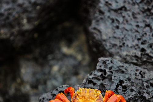 Sally Lightfoot Crab Galapagos Islands