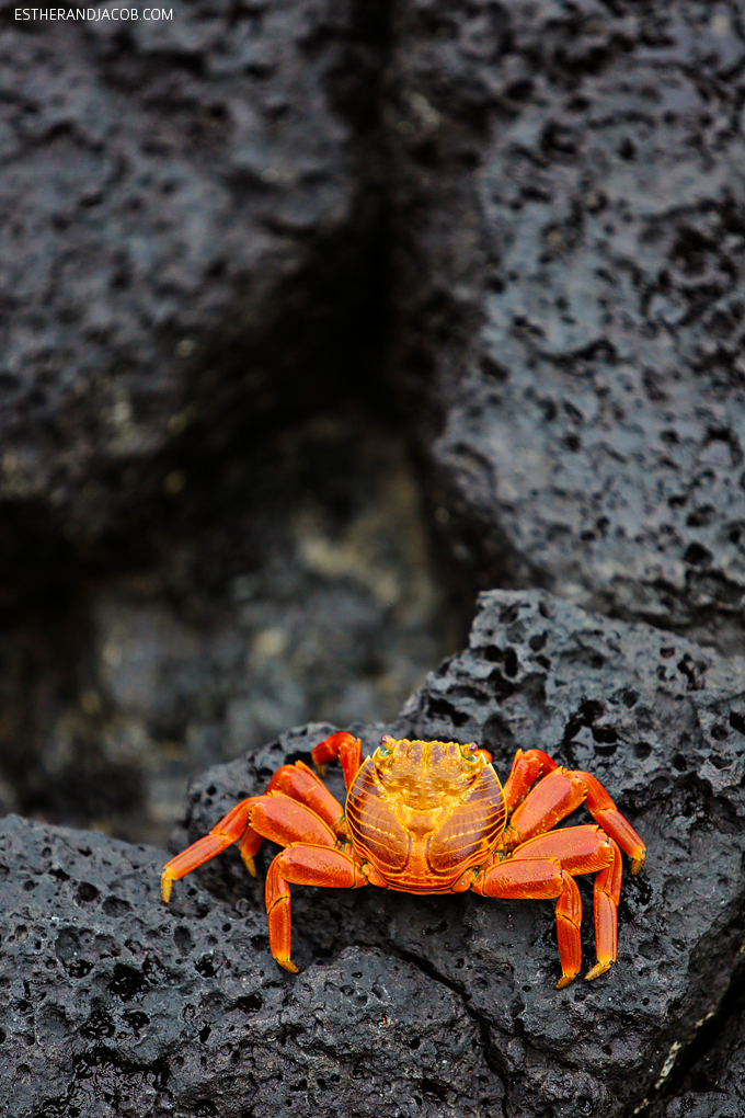 You are currently viewing Sally Lightfoot Crab Galapagos Islands