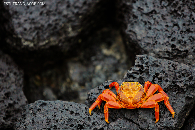 Photos of the beautiful sally lightfoot crab in the Galapagos Islands. They are also known as red rock crab, abuete negro, grapsus grapsus