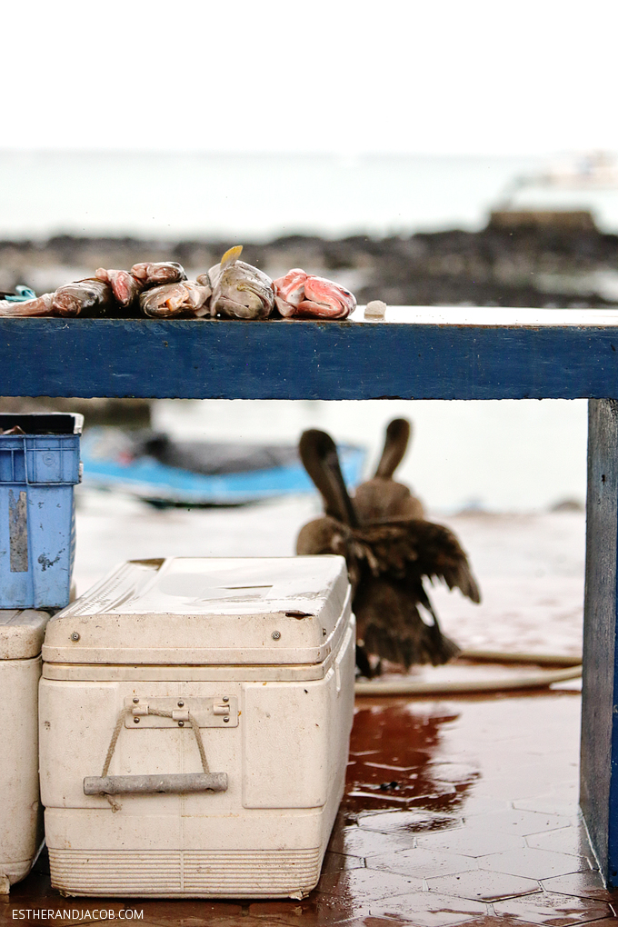 Pelicans waiting for fish scraps at the Santa Cruz fish market in the city of Puerto Ayora.