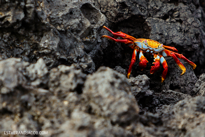 Photos of the beautiful sally lightfoot crab in the Galapagos Islands. They are also known as red rock crab, abuete negro, grapsus grapsus