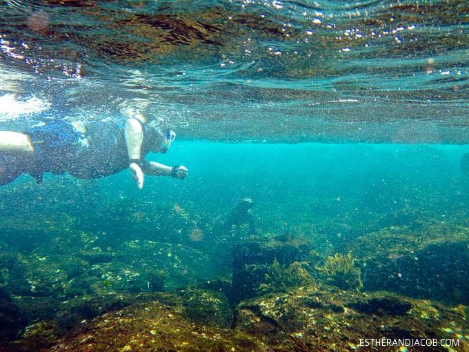 Photo of the Galapagos sea lions. Snorkeling with sea lions in Loberia on Santa Cruz Island. Galapagos Islands.