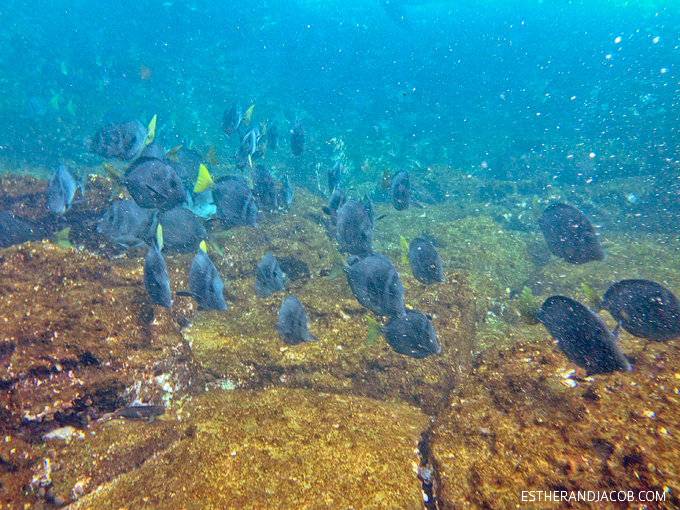 Photo of the Galapagos sea lions. Snorkeling with sea lions in Loberia on Santa Cruz Island. Galapagos Islands.