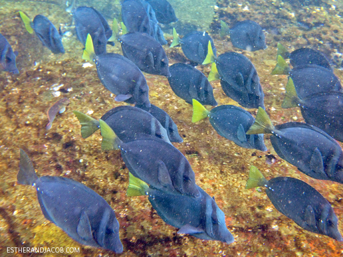 Snorkeling in Loberia on Santa Cruz Island (Galapagos Islands).