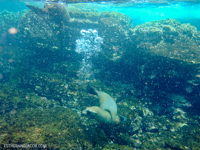 Photo of the Galapagos sea lions. Snorkeling with sea lions in Loberia on Santa Cruz Island. Galapagos Islands.