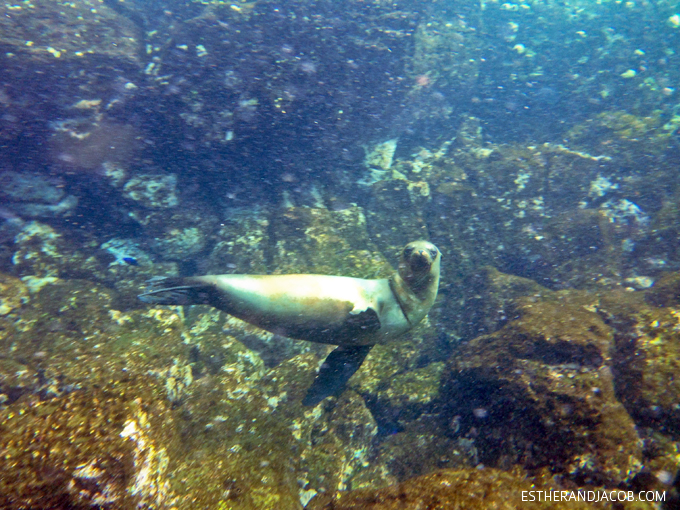 Photo of the Galapagos sea lions. Snorkeling with sea lions in Loberia on Santa Cruz Island. Galapagos Islands.