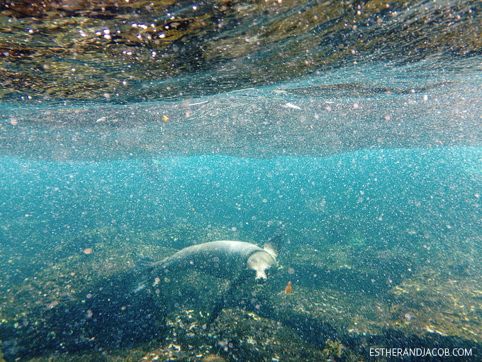 Photo of the Galapagos sea lions. Snorkeling with sea lions in Loberia on Santa Cruz Island. Galapagos Islands.