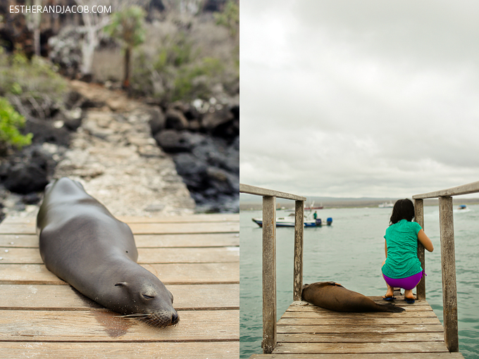 Santa Cruz Island (Galapagos Islands) Photo of the Galapagos sea lions.