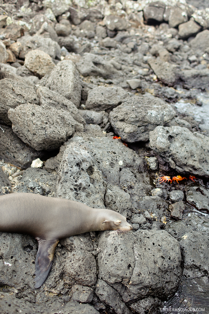 Santa Cruz Island (Galapagos Islands) Photo of the Galapagos sea lions.