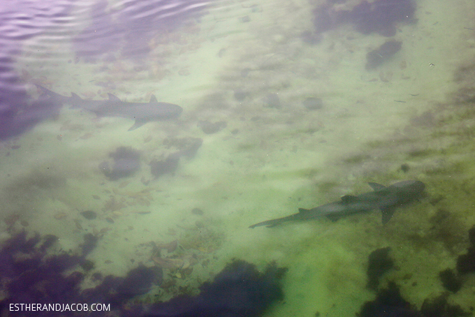 This is a photo of white tipped sharks in Canal de las Tintoreras. Shark Canal in Playa de Los Perros on Santa Cruz Island.