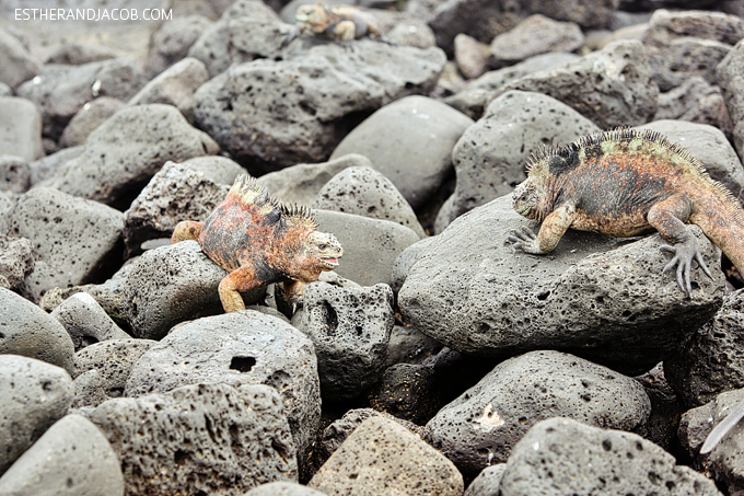 This is a photo of male Galapagos marine iguanas fighting at Playa de Los Perros.