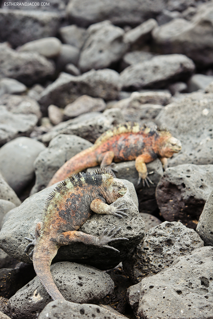 This is a photo of male Galapagos marine iguanas at Playa de Los Perros.