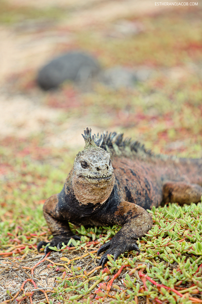 This is a photo of Galapagos marine iguanas at Playa de Los Perros on Santa Cruz Island