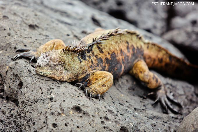 This is a photo of sleeping Galapagos marine iguanas at Playa de Los Perros Santa Cruz Island.