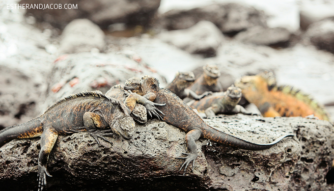 This is a photo of Galapagos marine iguanas at Playa de Los Perros on Santa Cruz Island.