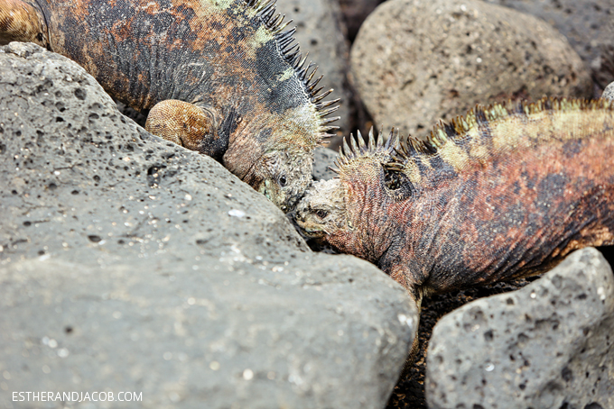 This is a photo of Galapagos male marine iguanas fighting at Playa de Los Perros.