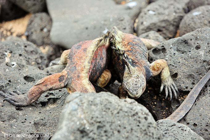 This is a photo of Galapagos male marine iguanas fighting at Playa de Los Perros.