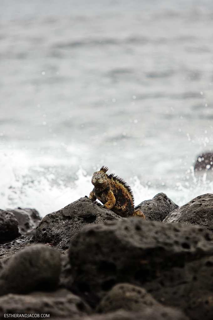 This is a photo of Galapagos marine iguanas at Playa de Los Perros on Santa Cruz Island.