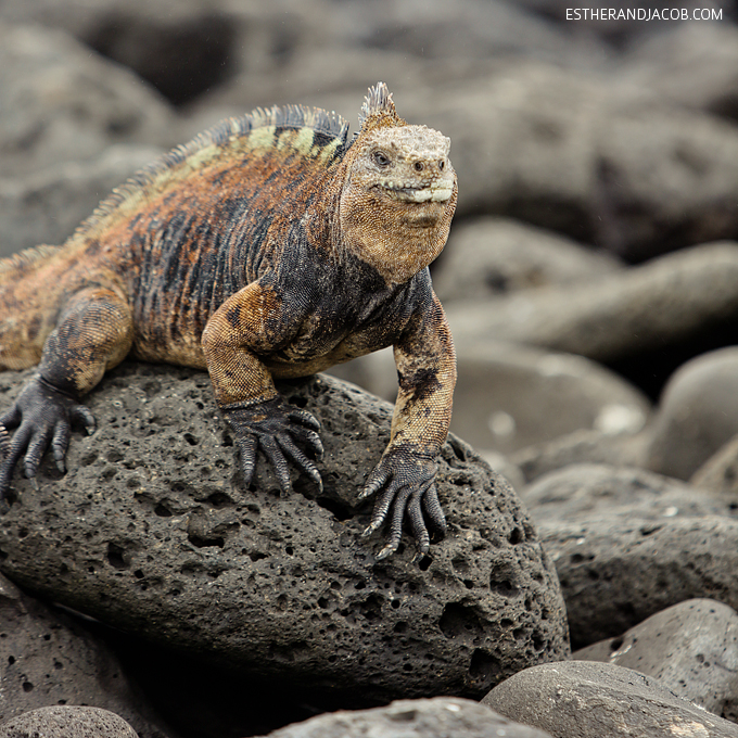 This is a photo of male Galapagos marine iguanas at Playa de Los Perros Santa Cruz Island.