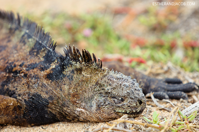 This is a photo of Galapagos marine iguanas at Playa de Los Perros on Santa Cruz Island.