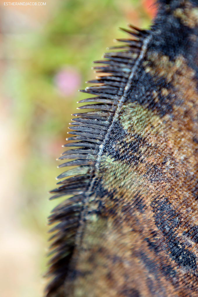 This is a photo of male Galapagos marine iguanas at Playa de Los Perros Santa Cruz Island.