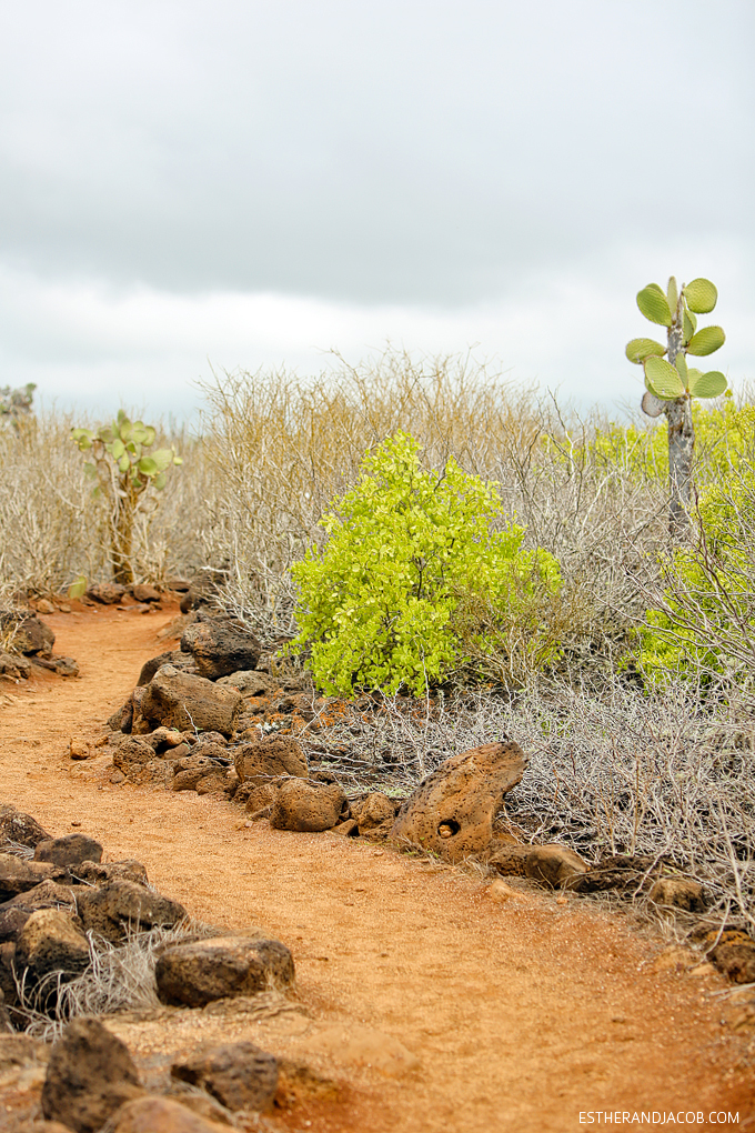 This is the hike to Playa de Los Perros on Santa Cruz Island.