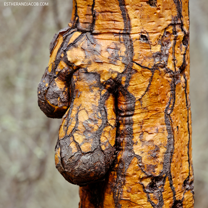 Tree balls?